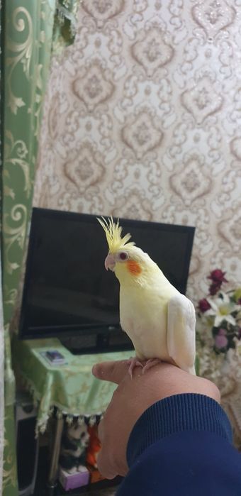 Karello ruchnoy 1oylik