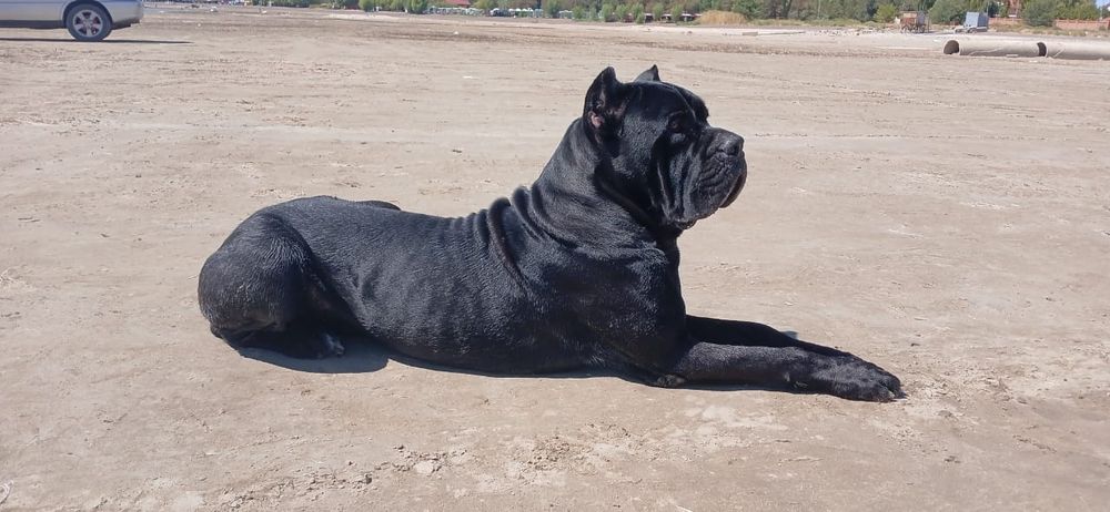 Кобели Кане-корсо на вязку