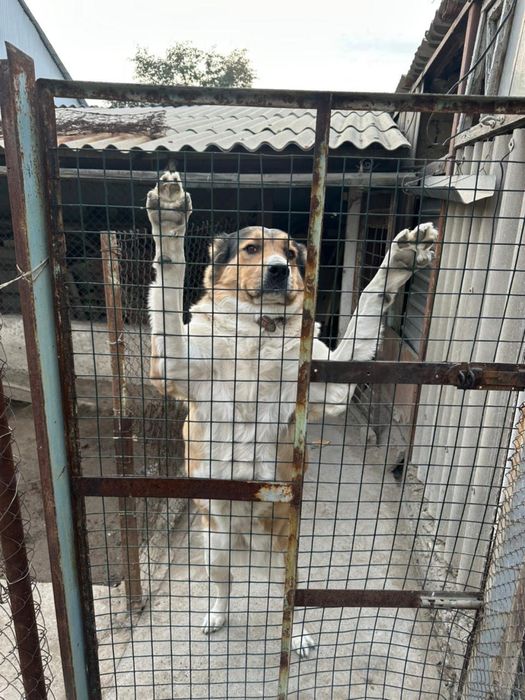 Тобет породистый