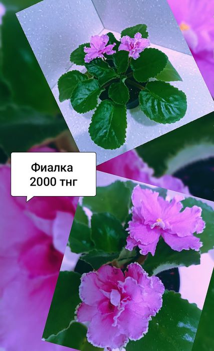 Продам комнатные цветы