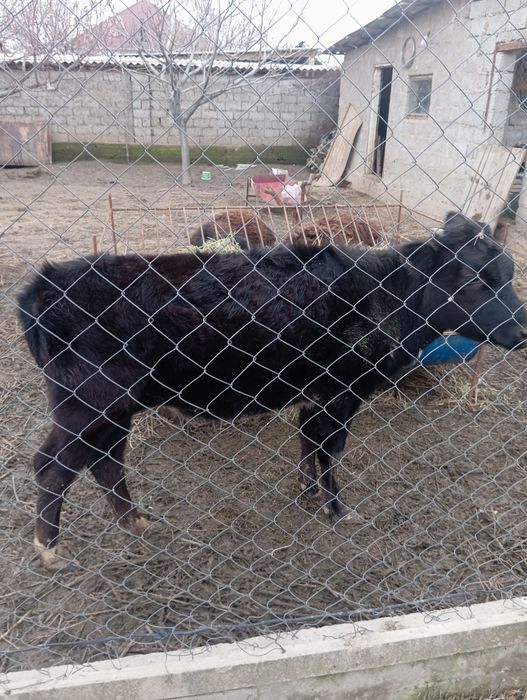 Жывотнын теленок