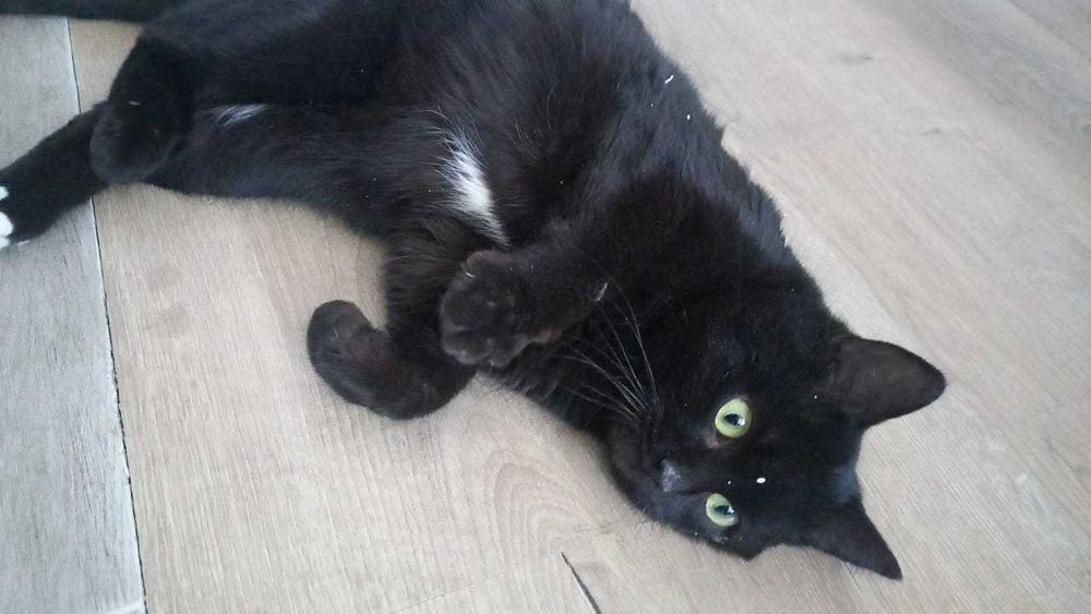 Котика в добрые руки