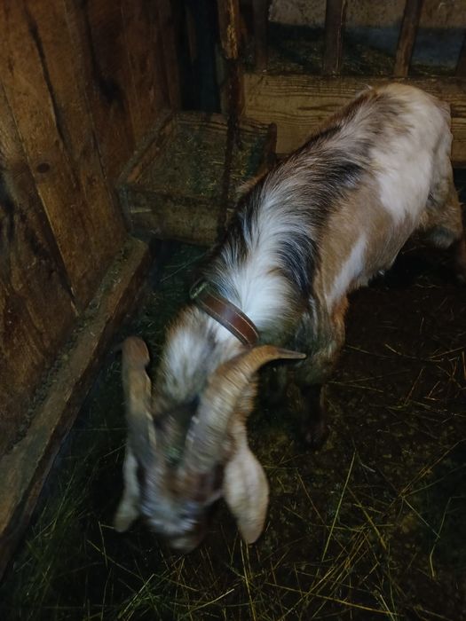 Vând 2 capre gestante și un țap