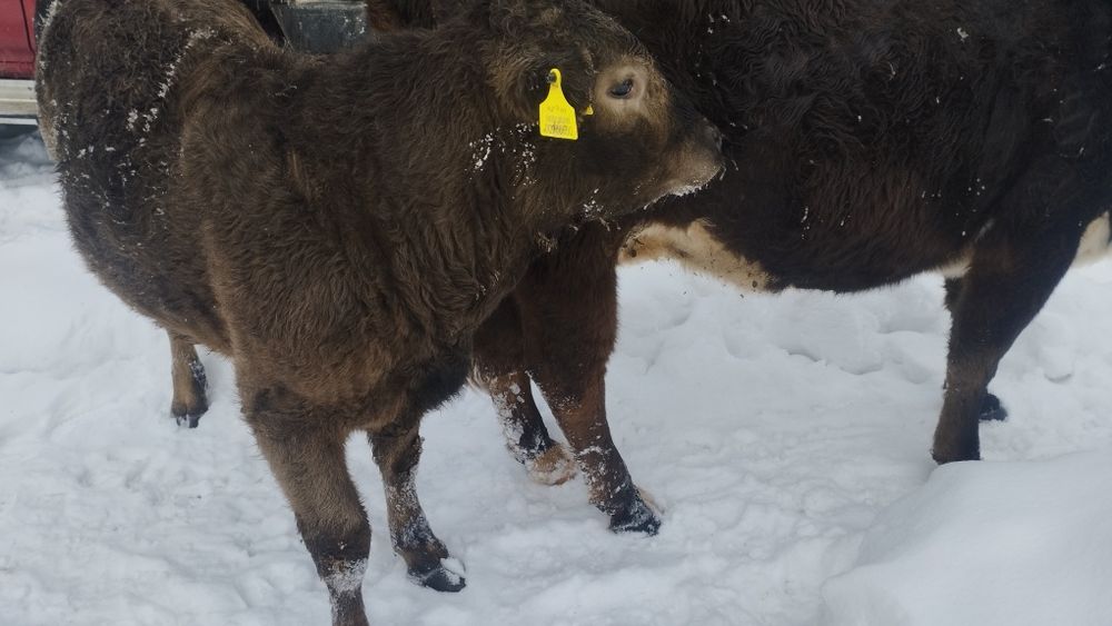 Бычки продаются.