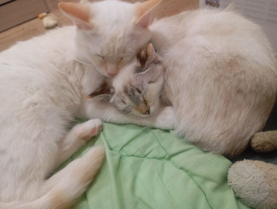 Продаем котят, уличных