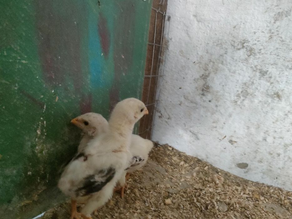 Продам курей и петуха дакана