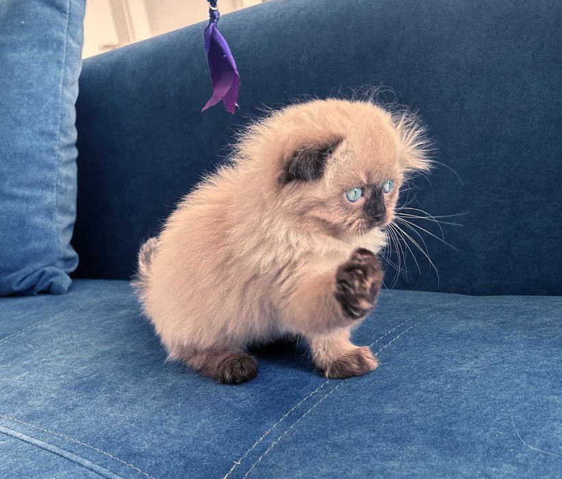 Pisicuță Scottish Fold Loghair, Chocolate-point de cea mai înaltă calitate. Pedigree. 2 luni