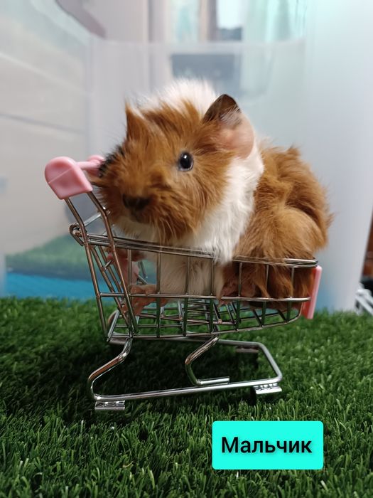 Продаются морские свинки