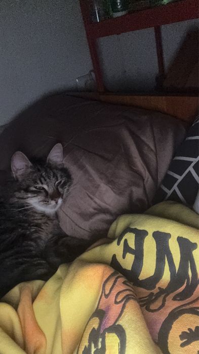 Лепчо търси ДОМ! Velcro cat