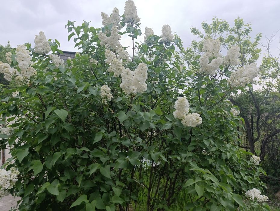 Своя дача 2-х этажная в новбахоре 4комн. душ,туалет внутри