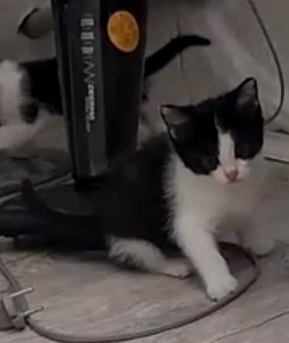 Котята 1,5 месяца