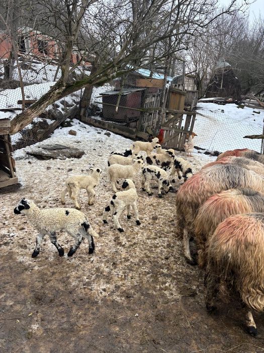 Oi  țurcanu crescute la munte !