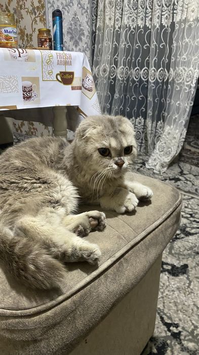 Scottish Fold qiz bola uy mushugi