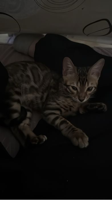 бенгальский котенок отдам