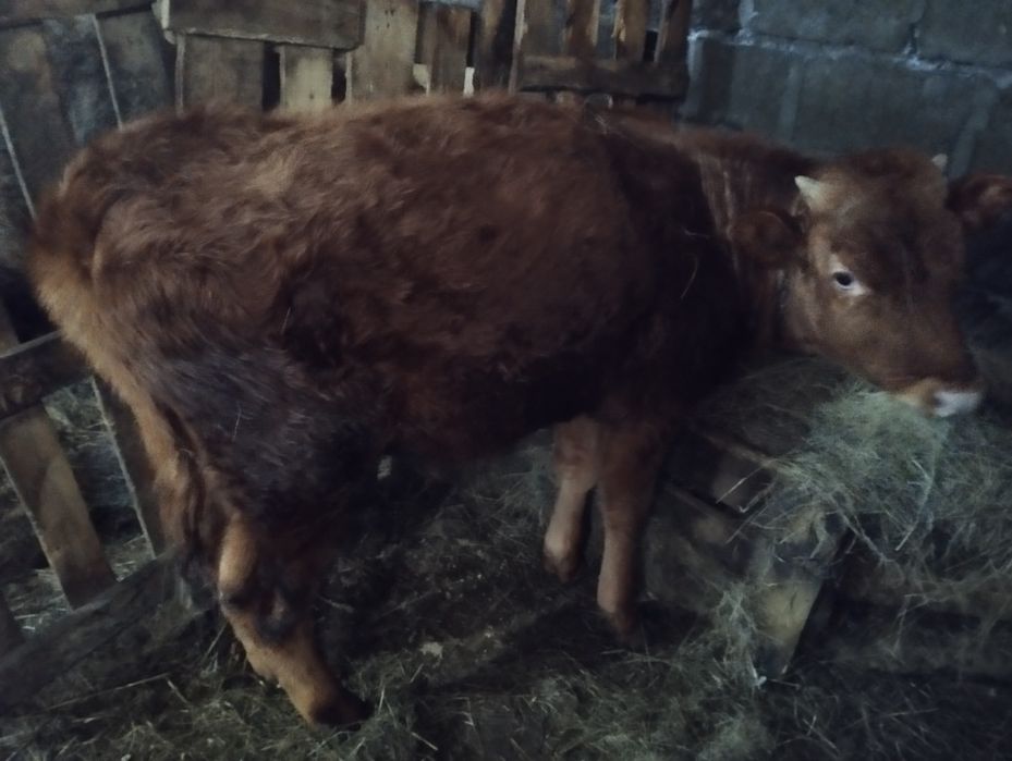 Продам стельную корову, два бычка