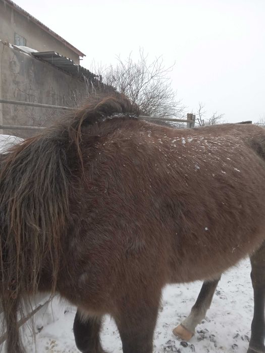 Продаётся жеребец- айгыр