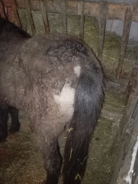 Продам тай с откорма