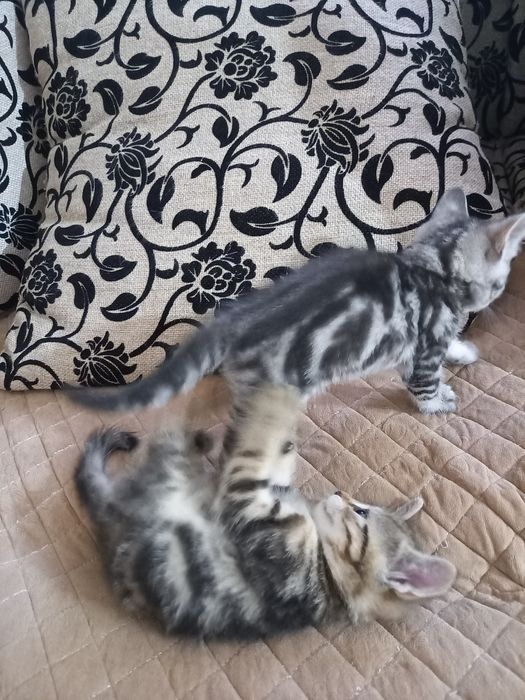 Отдам в добрые руки  три девочки