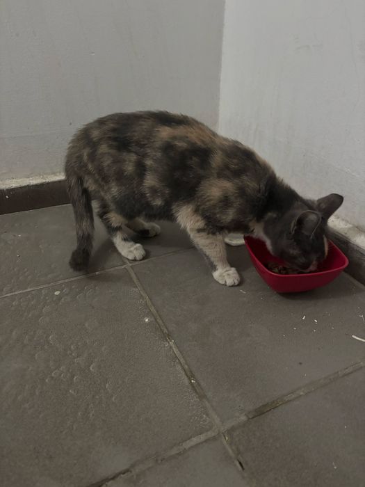 Кошка Подросток В Добрые Руки