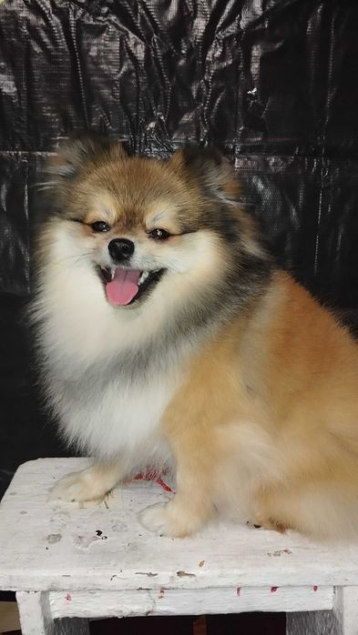 Шпиц померанский