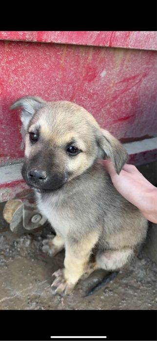 СРОЧНО щенок нуждается в семье