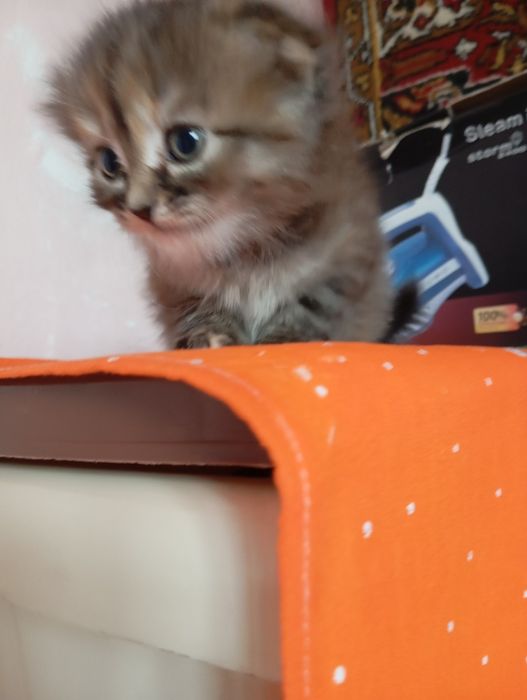 Котята девочки!!