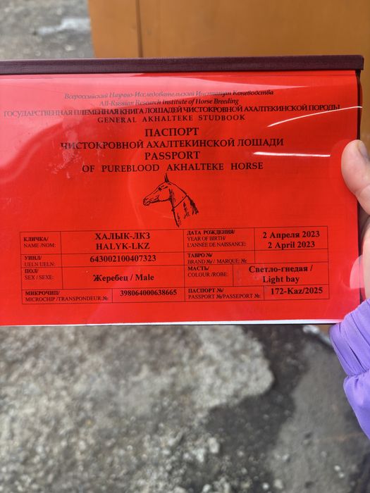 Продам ахалтекинца