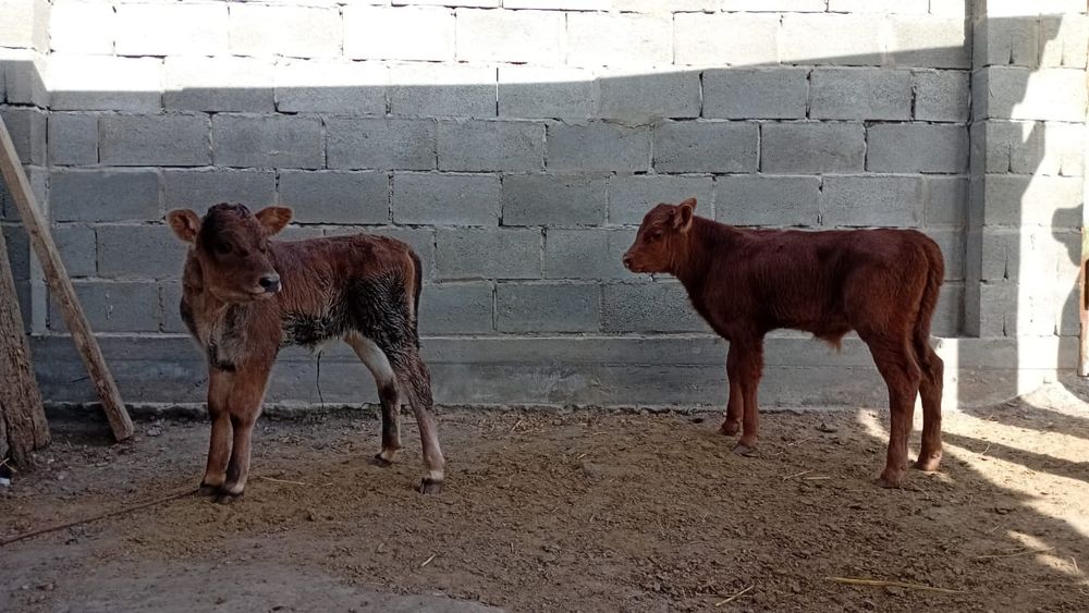 Бычок  телочка  продам