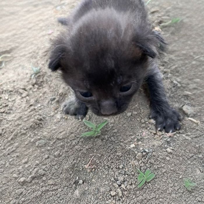 отдаю в добрые руки