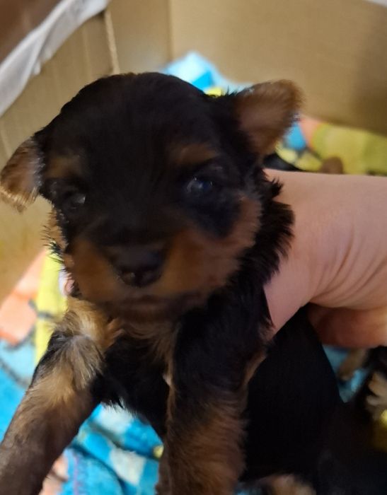 Бронь щенки йоркширского терьера