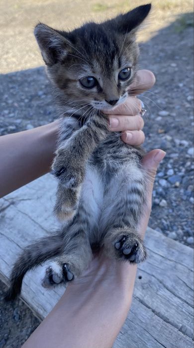 котенки бесплатно