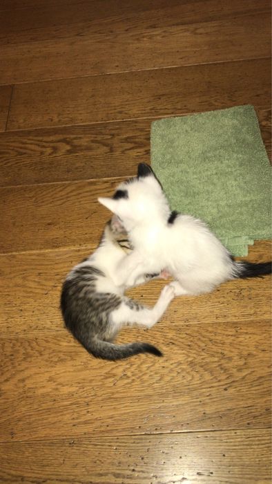 Gratuit- Adoptie responsabila pui mici