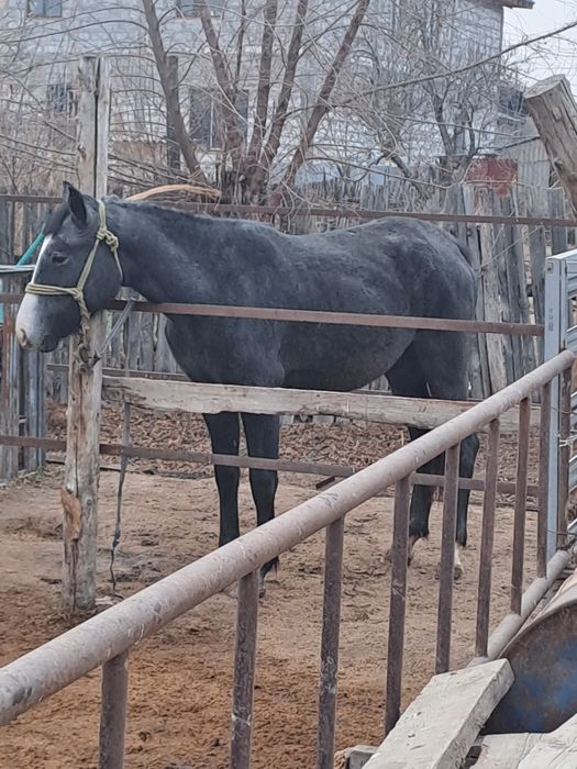 Продам кобылку. Полторашка