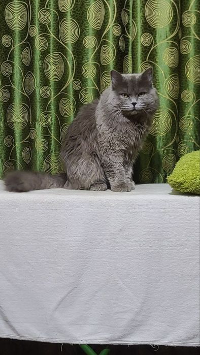 SScottish straight Vyazka(Qo'shishga)