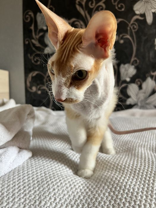 продается сфинкс браш