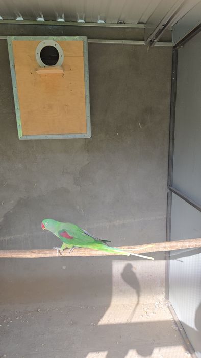 Готовая пара Александрского попугая