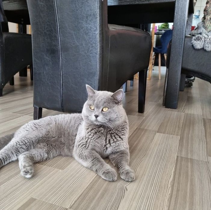 Pisoi British  băieței și fetite