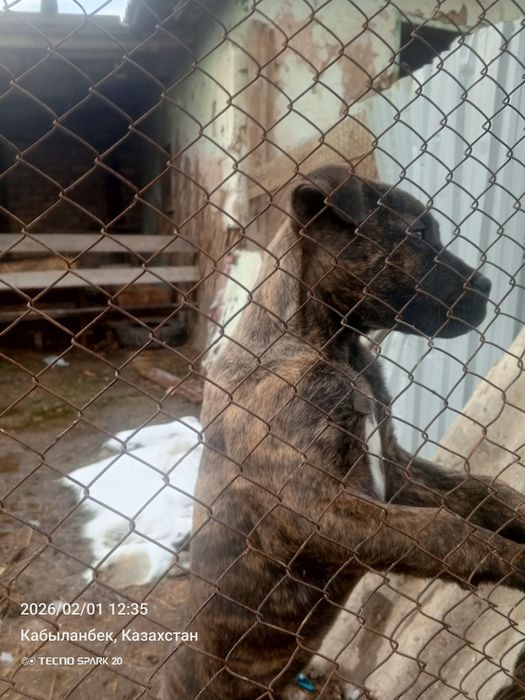 Щенок кане корсона