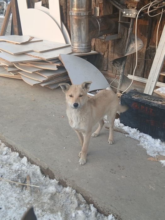 Отдам в хорошие руки