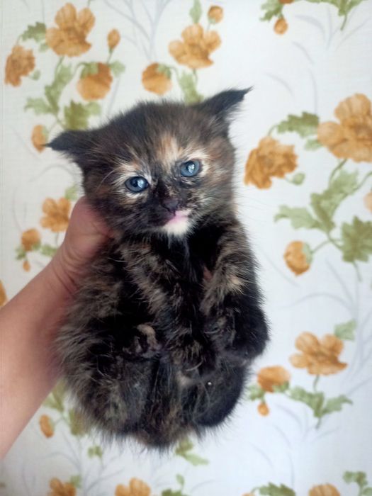 Отдам красивых котят
