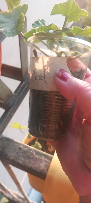 Продавам сортови пеларгонии