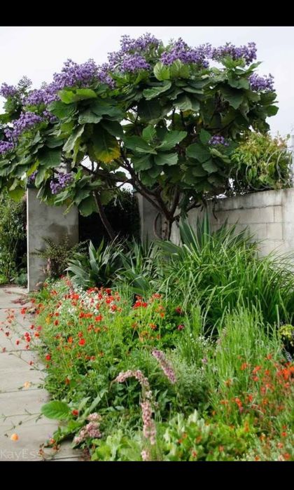 Butasi repicati Paulownia Shantong și Tomentosa, puieti anul 2