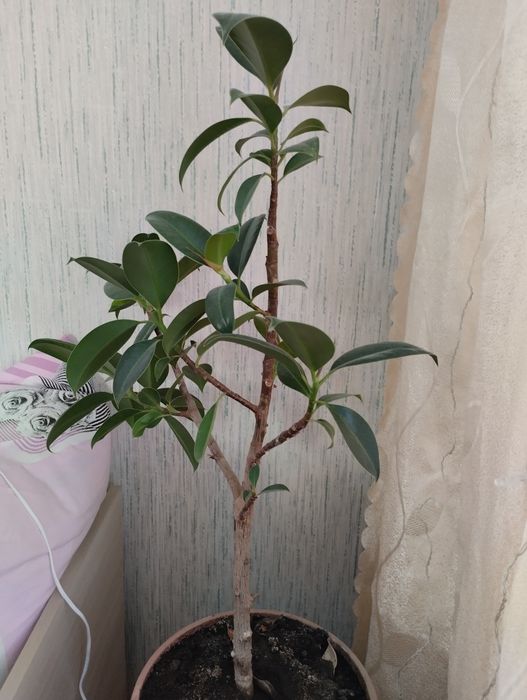 Продам комнатный цветок