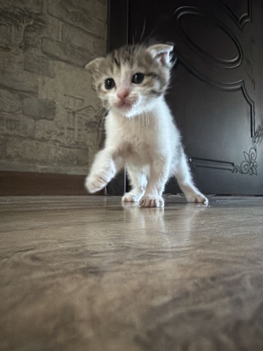 Мысык балдары бар