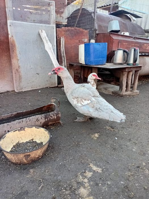 Продам индоутки лаванда
