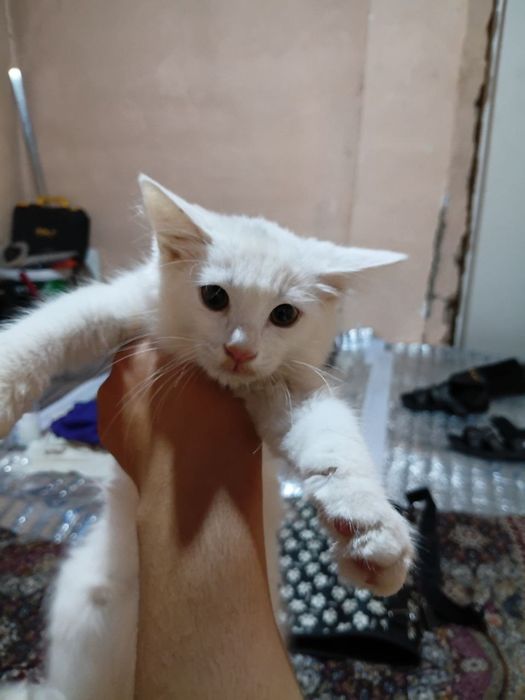 Одам котят в харошие руки