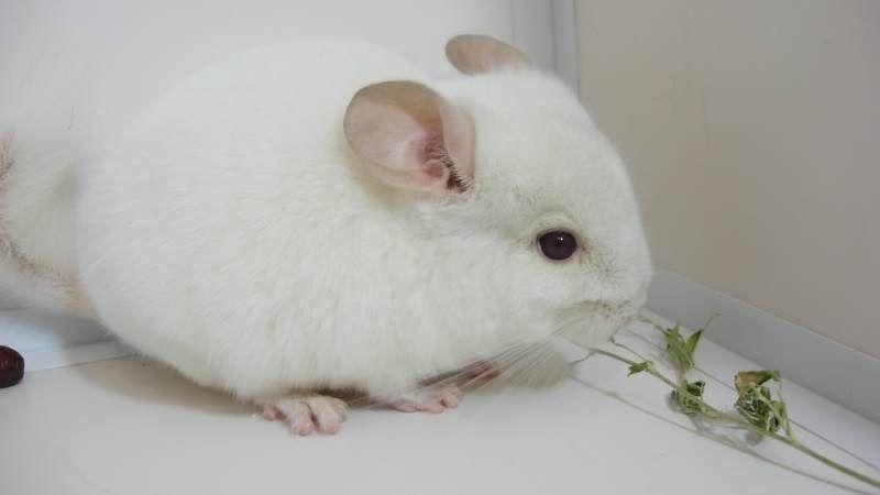 Шиннилла 6 месяцев