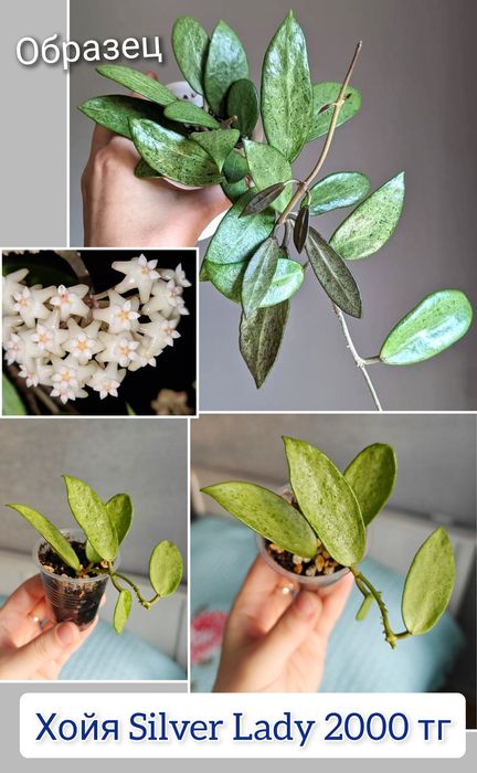 Хойи разные сорта комнатные цветы