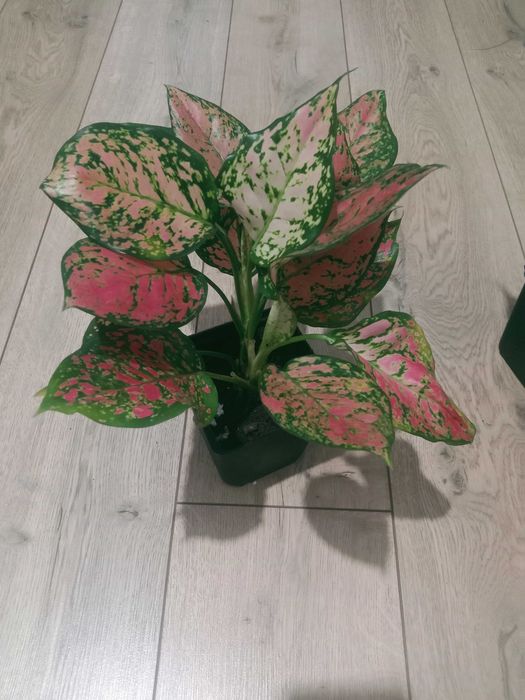 Продам комнатные цветы