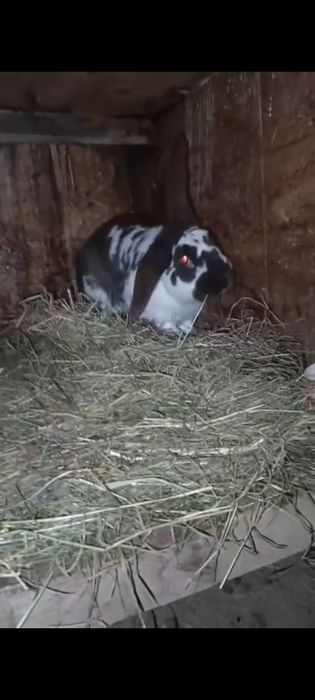 Vând iepuri de vânzare